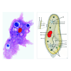 LIEDER Protozoer (primitiva djur), grundläggande (8 bilder)Studentuppsättning